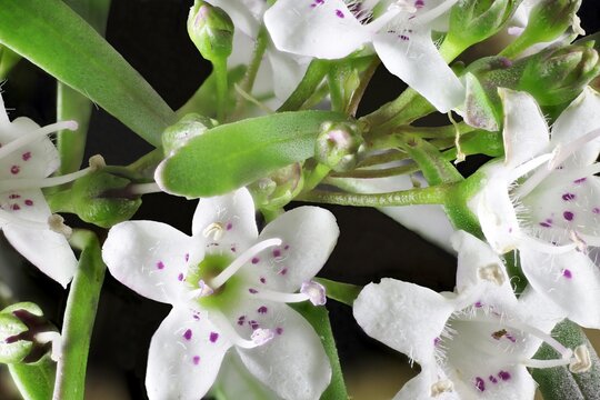 Close-up of Fine Leaf Creeping Boobialla (Myoporum parvifolium) flowers and foliage