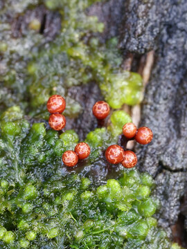 Trichia botrytis, a slime mold or mould of the family Trichiaceae, no common English name
