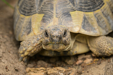A tortoise sitting on a piece of wood