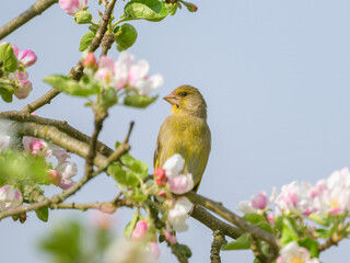 A European Greenfinch sitting on a tree