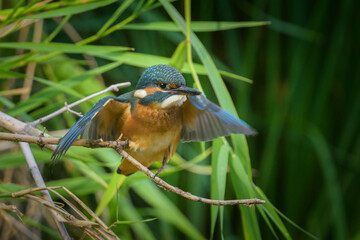 A common kingfisher sitting on a branch