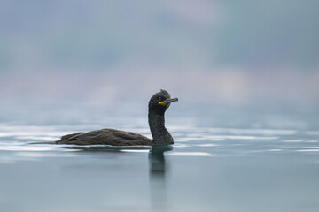 An adult shag swimming in the sea