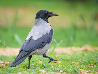 A carrion crow walking in a meadow on a cloudy day in spring