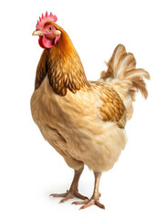 Chicken Studio Shot Isolated on Clear White Background, Generative AI