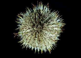 sea urchin isolated on the black