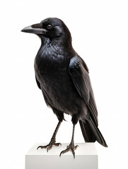 Crow Studio Shot Isolated on Clear White Background, Generative AI