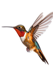 Hummingbird Studio Shot Isolated on Clear White Background, Generative AI