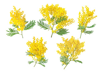 Mimosa spring flowers set isolated transparent png. Silver wattle tree branch. Acacia dealbata yellow fluffy balls and leaves. - obrazy, fototapety, plakaty
