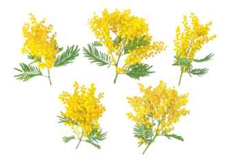 Mimosa spring flowers set isolated transparent png. Silver wattle tree branch. Acacia dealbata yellow fluffy balls and leaves.