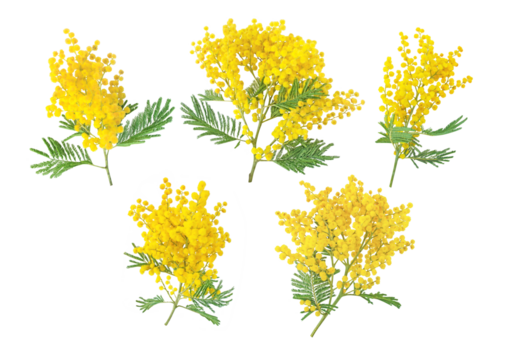 Mimosa spring flowers set isolated transparent png. Silver wattle tree branch. Acacia dealbata yellow fluffy balls and leaves.