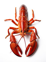 Lobster Studio Shot Isolated on Clear White Background, Generative AI