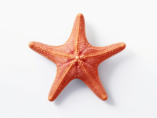 Starfish Studio Shot Isolated on Clear White Background, Generative AI