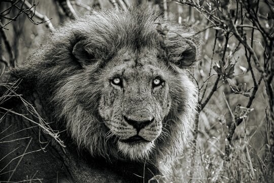 Black and white close-up photograph of a majestic African lion with bright eyes