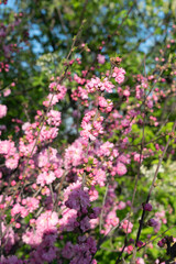 Obraz premium spring flowers