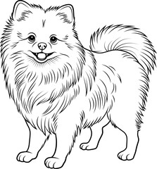 Pomeranian dog outline illustration 