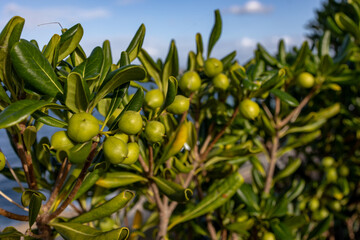 Seeds of Serenity: Rhododendron Macro