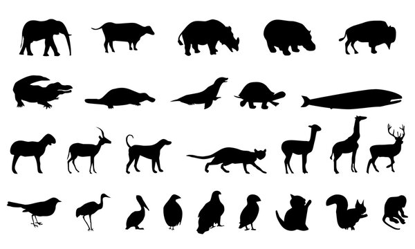 Animals icon collection