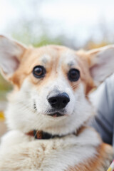 Pembroke Welsh Corgi on a walk. Portrait of a dog in the autumn park