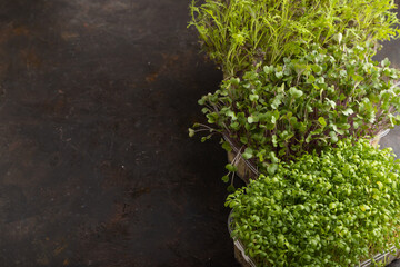 Set of boxes with microgreen sprouts of watercress, mizuna and kohlrabi cabbage. Side view.