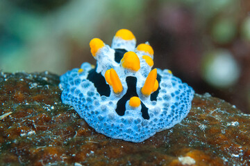 Celestial phyllidia ( Phyllidia coelestis) nudibranch crawls on coral of Bali