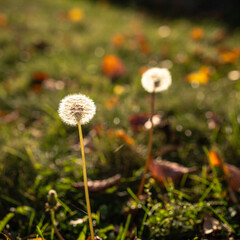 Taraxacum rubicundum a Serene Dandelion Amidst the Vast, Open Landscape