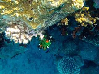 Tubastrea micrantha - Dormouse coral or Polop suntsia - Dendrophylliidae.