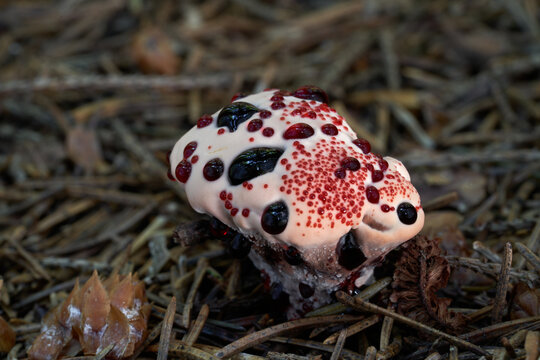 Inedible mushroom Hydnellum peckii in the needles. Known as Red-juice Tooth, Bleeding tooth fungus or Devil's Tooth. Wild white-red mushroom in spruce forest.