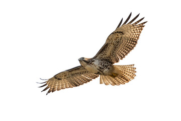 hawk in flying  for background wallpaper in png - obrazy, fototapety, plakaty