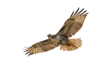 hawk in flying  isolated on transparent background, Hawk PNG, 