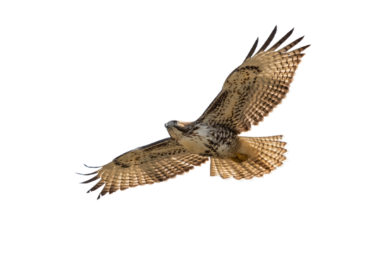 hawk in flying  isolated on transparent background, Hawk PNG, 