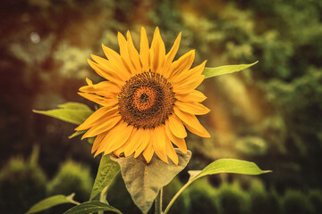 Naklejka premium Beautiful sunflower in the garden. Vintage style. Toned.