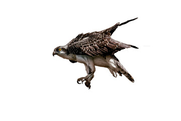 Red Tailed Hawk isolated on transparent background , PNG Hawk, 