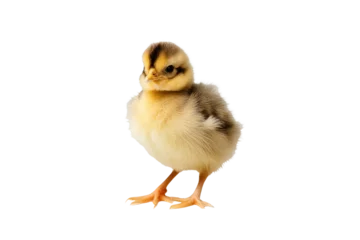 Foto op Plexiglas a high quality stock photograph of a single chick isolated on a white background © ramses