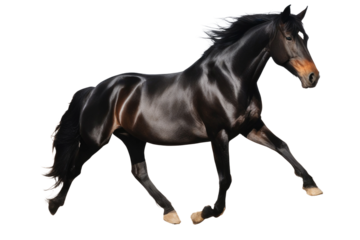 a high quality stock photograph of single jumping satisfied happy black horse full body isolated on a white background