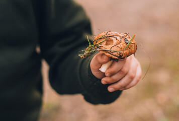 Girl holding mushrooms in autumn forest, the concept of superfood