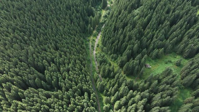 Flying along a mountain river among a pine-tree forest in summer while much greens around