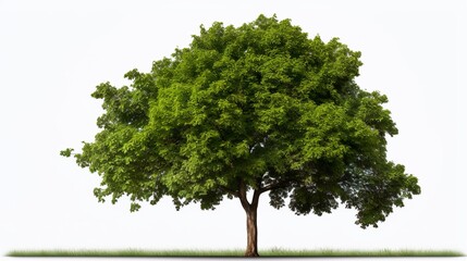 Collection of watercolor green tree isolated on white background. PNGs transparent background