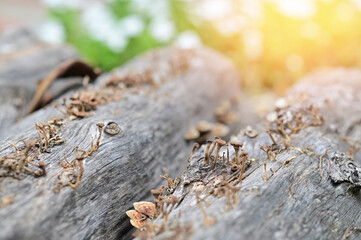 Closeup of Colorful many Wild Mushrooms growing from the ground above the trees in the garden at Thailand.