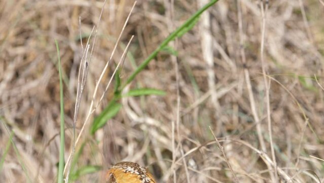 Nervous red winged francolin bends neck down and disappears between grass