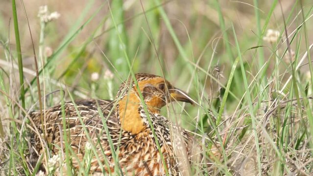 Close up: Beautifully patterned Francolin slinks away between long grass