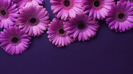Beautiful purple  gerbera flowers on purple background, top view