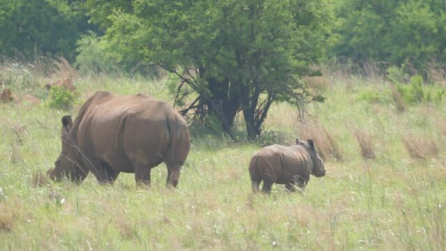 White Rhinoceros mother and calf climb grassy hill on hot, windy day