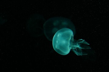 Fototapeta premium Jellyfish playing with lights against a black background
