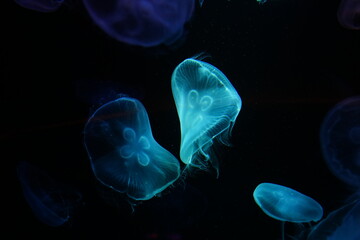 Jellyfish playing with lights against a black background