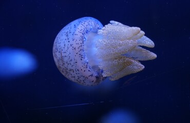 Jellyfish playing with lights against a black background