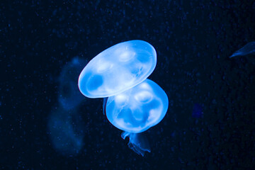 Jellyfish playing with lights against a black background