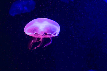 Jellyfish playing with lights against a black background