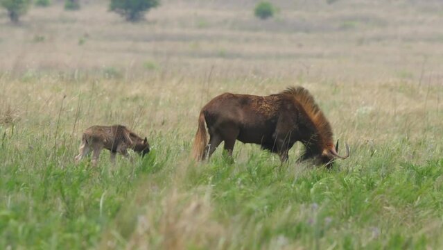 Black wildebeest cow with tiny newborn calf walk through grass field blown by wind