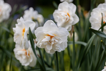 White and orange Double Replete daffodils (Narcissus) bloom in a garden