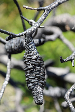 Closeup of a Coast Banksia seed pod blackened by fire, New South Wales Australia
